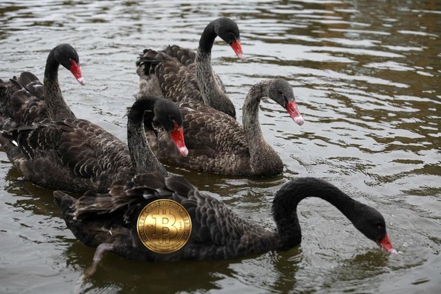 bitcoin-uno-de-los-cisnes-negros-del-año-2017.jpg