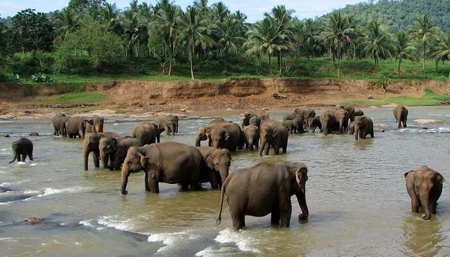 Pinnawala-Elephant-Orphanage_4th-jun.jpg