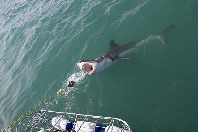 Cage dive with sharks in Gansbaai.jpg