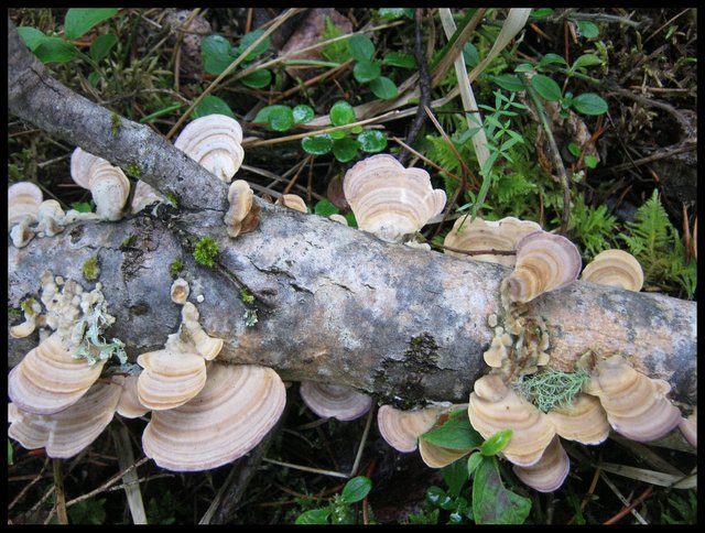 scallop like fungus growing on old log.JPG