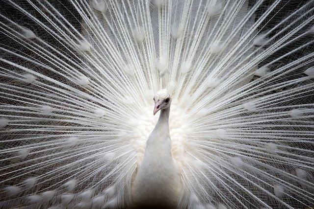 peacock-374444_960_720.jpg