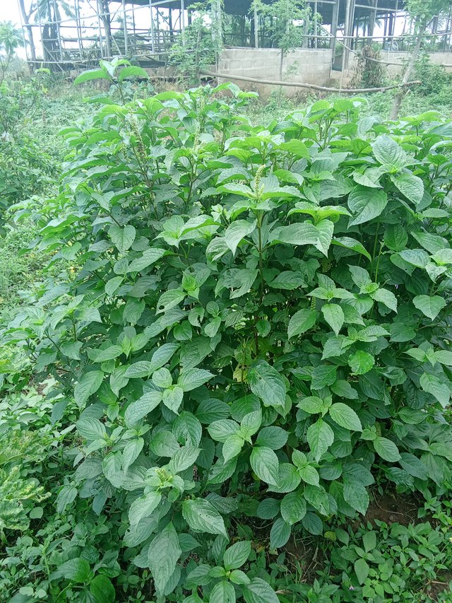 1000071944.jpg