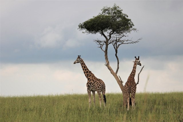 giraffes-4586686_1920.jpg