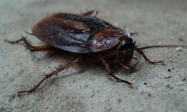 cockroach-g29a33fb9a_1280.jpg