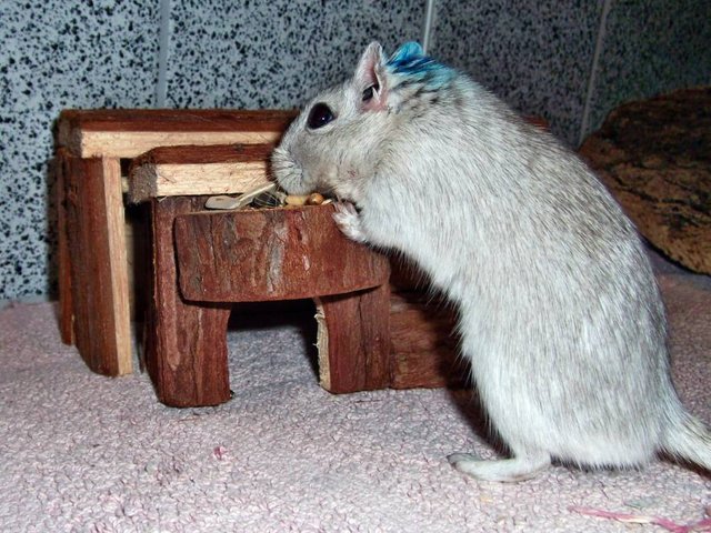 Rennmaus Bild des Tages