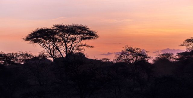 Safari-dans-le-parcn-national-du-Serengeti-en-Tanzanie-11.jpg