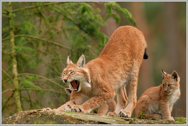 (Lynx lynx),.jpg