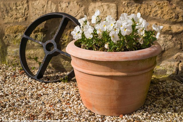 Petunias in Pot-010317.jpg