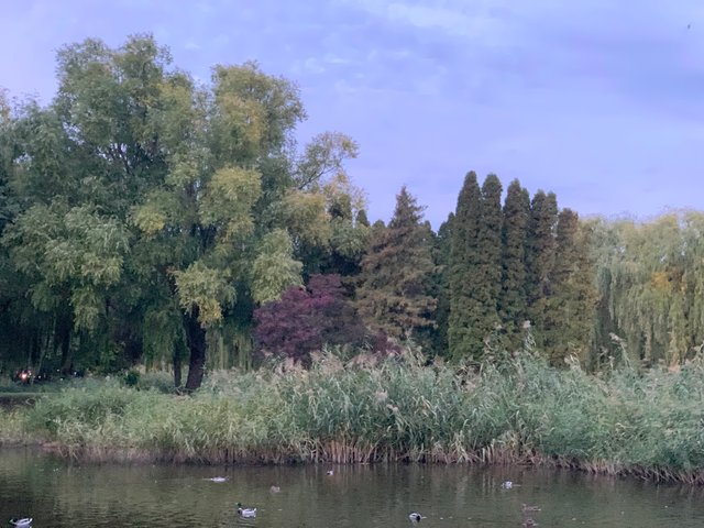 image.jpeg