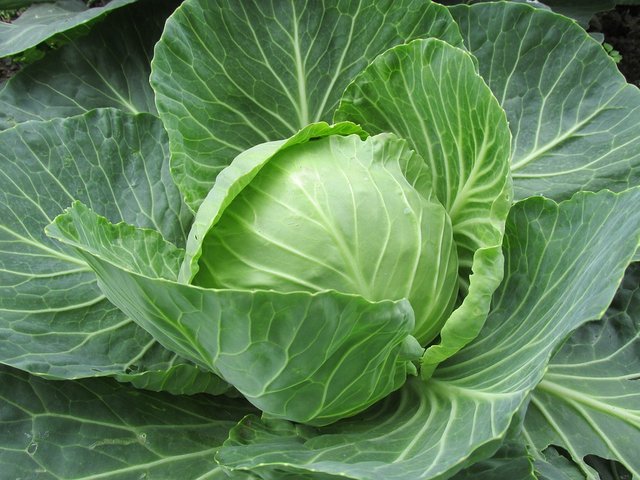 white-cabbage.jpg