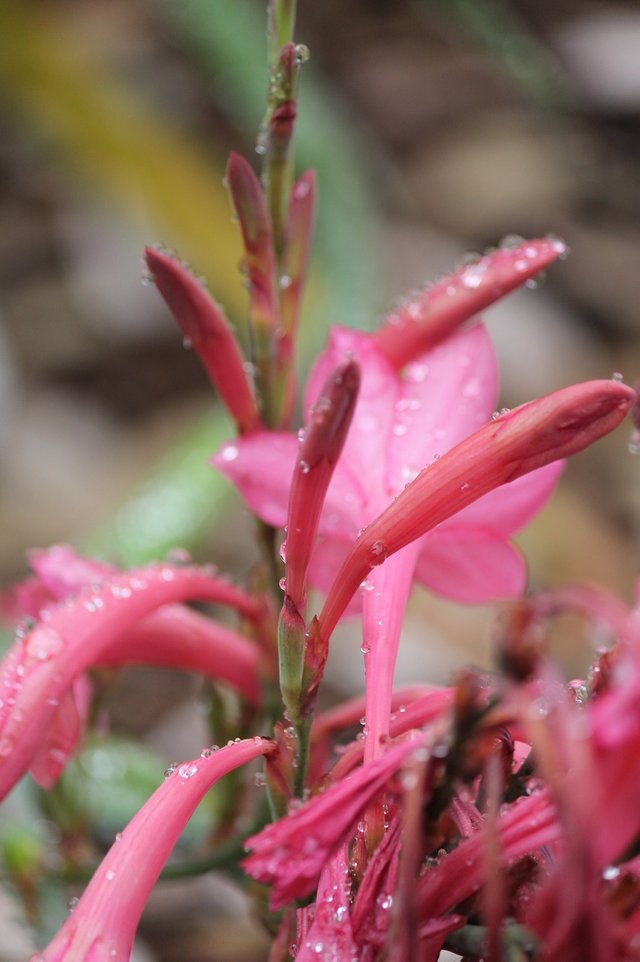 kangaroo-paw-2648892_1280.jpg