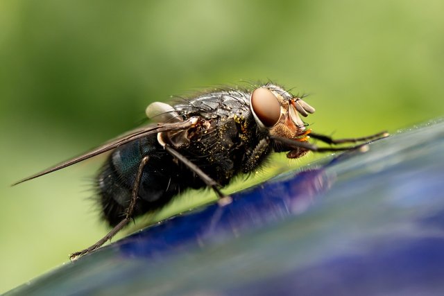 housefly-6221535_1280.jpg