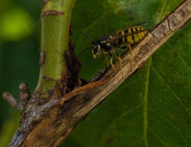 28-wasp-aphid-cluster.jpg