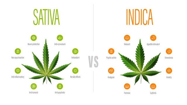 Sativa-vs-Indica-Cannabis.jpg