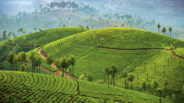 Easing-into-India-with-soothing-Kerala-tour.jpg