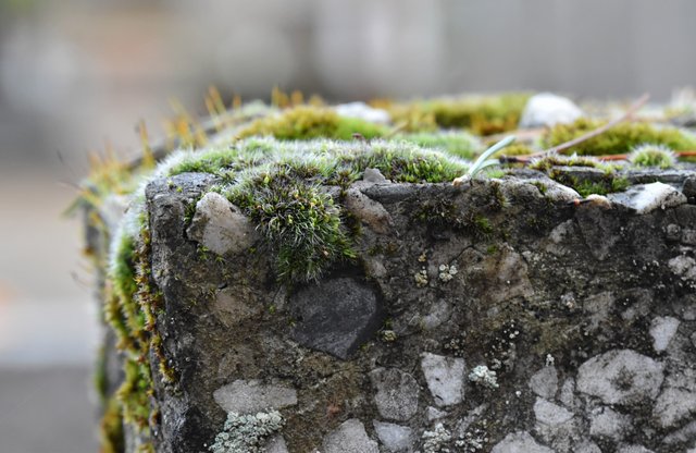 Moss on stone 1.jpg