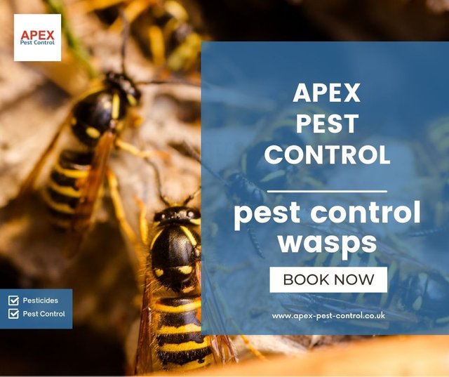 pest control wasps.jpg