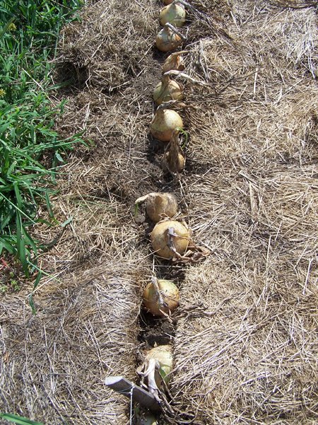 Big garden - Walla onions crop August 2019.jpg