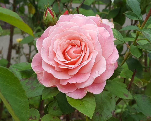 róza (2).jpg