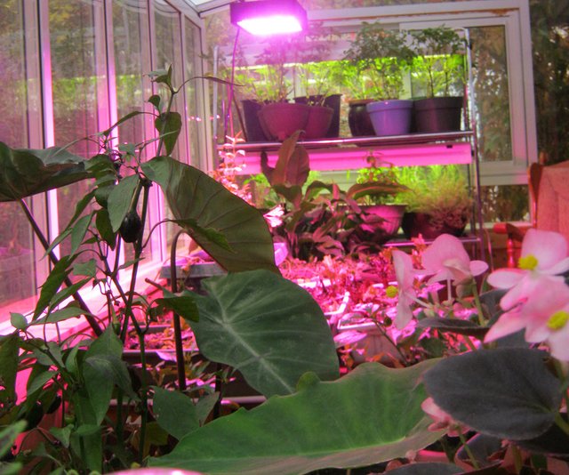 inside sunroom looking over pink flowers and pink of grow light.JPG