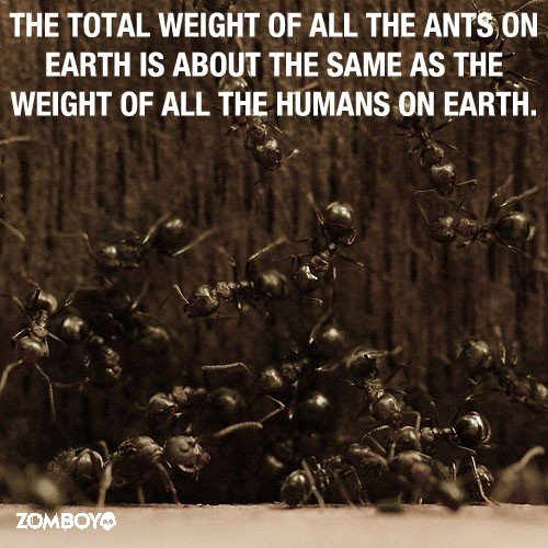 Amazing-Effect-about-Ants.jpg