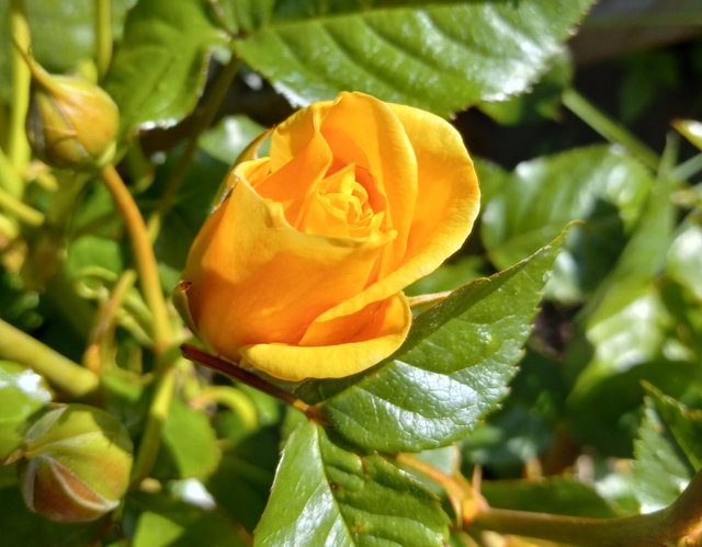 CT0296-YellowRose.jpg