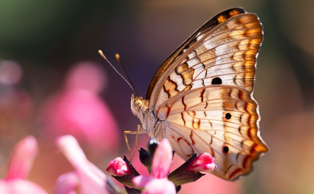 butterfly-8325417_1280.png