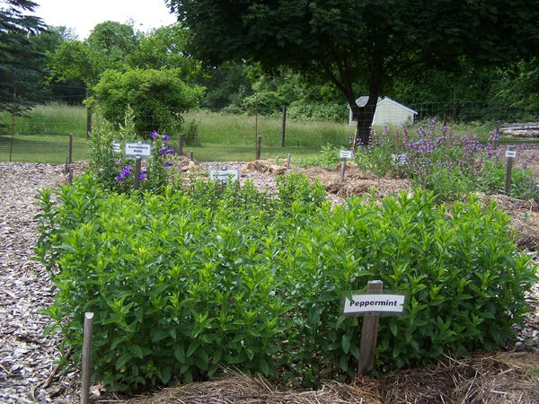 New Herb garden - Row 4 - peppermint crop June 2018.jpg