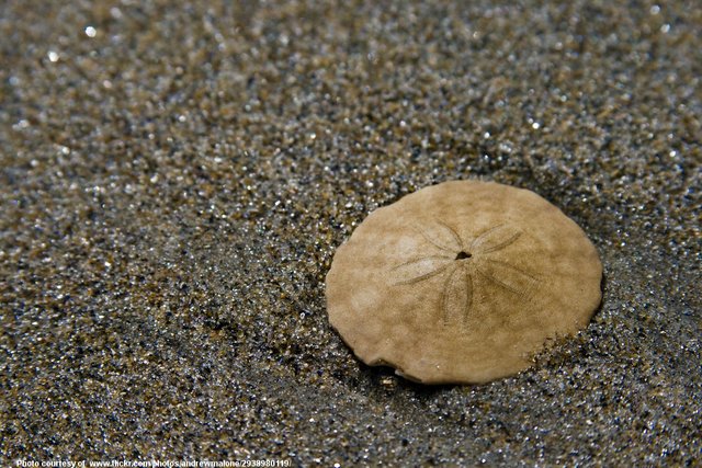 BeachSandAndSandDollar-031217.jpg