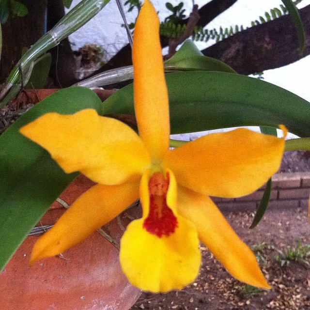 orquidea-amarilla.jpg