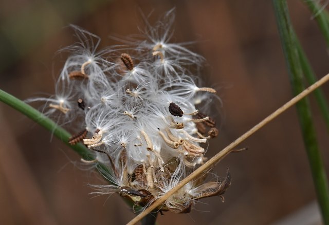 dandelion seeds fluff  3.jpg