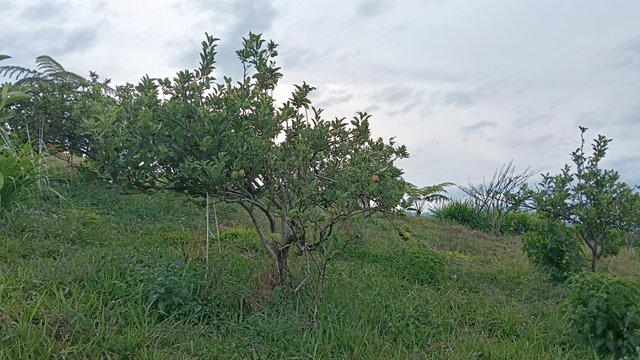 IMG20250727163012.jpg