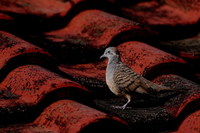 zebra-dove-6488440_1280.jpg