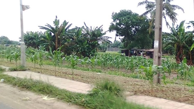 roadside farming along the major roads.jpg
