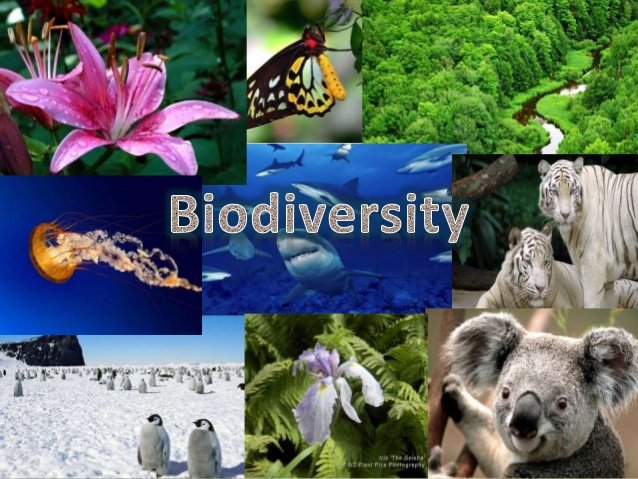presentation-of-biodiversity-1-638.jpg