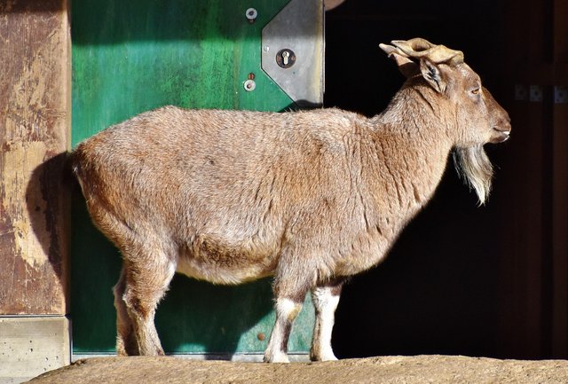 markhor-3199093_1280.jpg