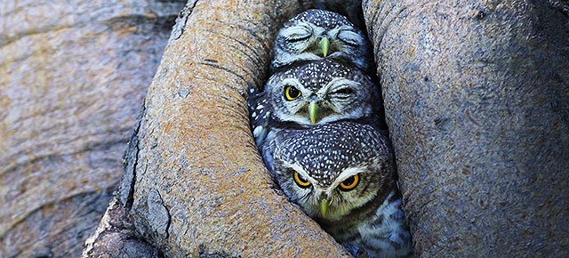 adorable-bird-animal-owl-photography-sasi-smith-thumb640.jpg