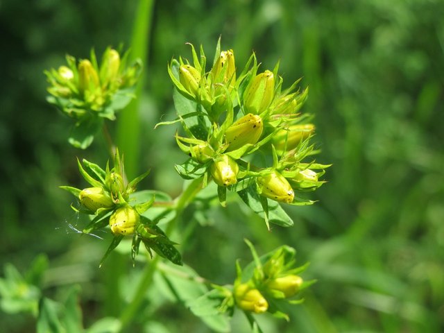hypericum-perforatum-855465_1280.jpg