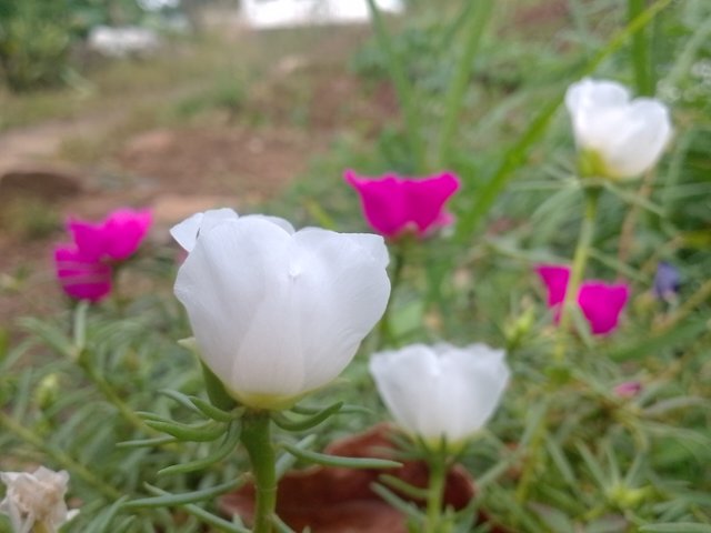 IMG_20250528_083803_061.jpg