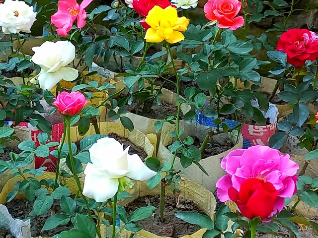 20250627_091208.jpg