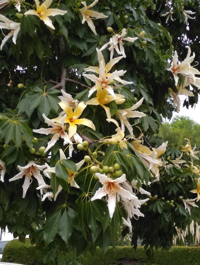 6 white silk floss tree kapok tree.jpg