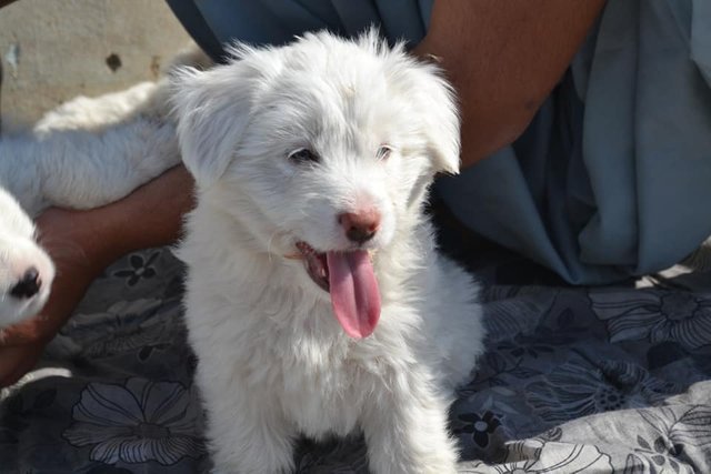 russian poodle puppies