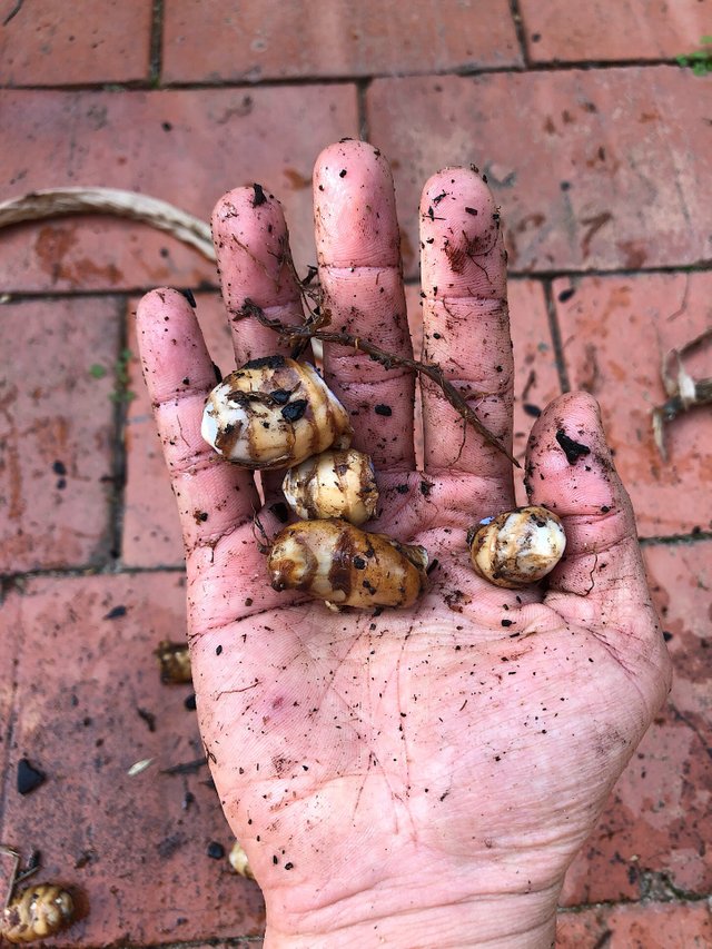 Small black turmeric rhizomes