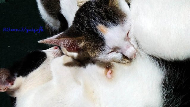 Kucing Ku Indahnya Kebahagiaan Steemit
