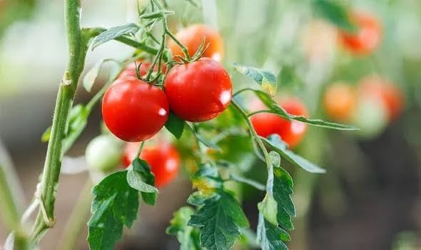 how-far-apart-should-you-plant-tomatoes-1442111.webp