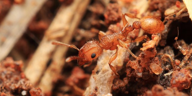 Tetramorium sp1.jpg