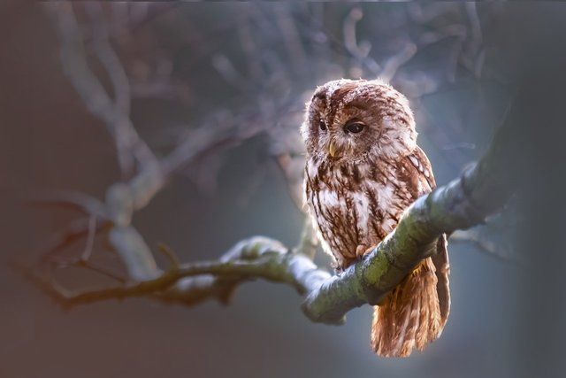 owl-1834152_1280.jpg