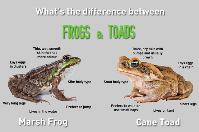 frogs_and_toads_diff.jpg