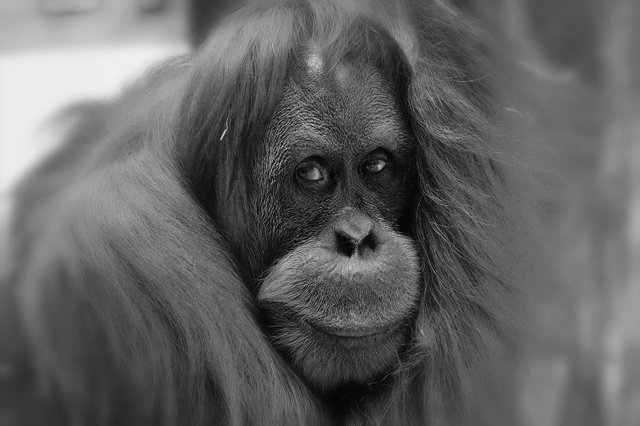 orang-utan-3582883_1280.jpg