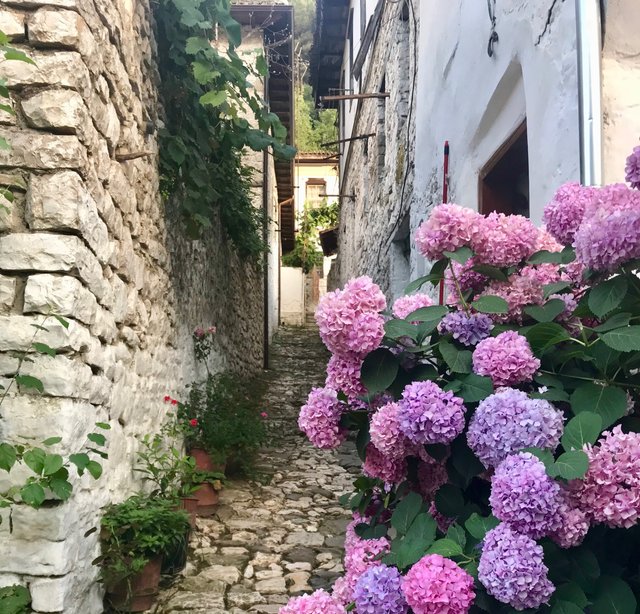 berat flowers.jpg